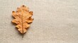 © velikiyzayats - Dry brown oak leaf on a textured beige fabric background representing autumn minimalism and nature concept
