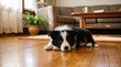 © Hasan - Young Border Collie puppy lying down on polished wooden floor in home interior.