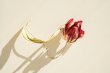 Wilted red tulip with drooping head and curved stem shadow on neutral backdrop