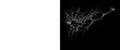 © Mehnaz - Spooky spider web on black background, intricate white cobweb texture, creepy halloween decoration element, fragile silk threads in dark space