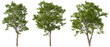 © Krit - Parks green trees refreshing set isolated transparent backgrounds 3d rendering png