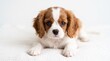 © Nipuna - Adorable Cavalier King Charles Spaniel Puppy with Big Brown Eyes, Brown and White Blenheim Coat, Lying Down with Paws Forward, Cute Dog Portrait on White Background