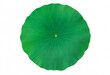 © Ranu - Top view of a fresh green lotus leaf, showing its circular shape and radiating veins, isolated on white background