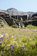© Andrea - Prato di fiori in Valmalenco