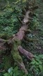 © Tapasii - Mossy Woodland Deadwood Uprooted rotting tree trunk lying on grass and weeds for environmental biology presentations natural habitat concepts and forestry articles