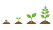 © alien AZ - Green plant growth stages showing a seed sprouting into a small sapling in brown soil mounds Vector