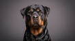 © Ayesha - Portrait of a majestic Rottweiler dog with a metal chain collar illustration