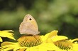 © Burkhard Sauskojus/imageBROKER - Meadow Brown (Maniola jurtina), collecting nectar from a flower of the yellow coneflower (Rudbeckia), nice bokeh in the background, Wildlife, Insects, Butterflies, Butterfly, Close-up, Macro shot, Wilnsdorf, North Rhine-Westphalia, Germany