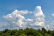 © PhotoChur - Huge fluffy cumulus clouds floating in a vibrant azure sky above lush green treetops on a bright sunny day, nature landscape capturing peaceful summer atmosphere in high detail