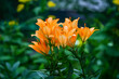 © EVGENII - orange tiger lily