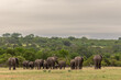 © Mint Images - Elephant, Loxodonta africana, Herd of elephants walking away from the camera in a grassy clearing with dense bush in the distance.