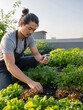 © ki - Urban farmer monitoring drip irrigation among healthy crops