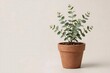 © Melisa Frame - Eucalyptus plant in a terracotta pot. Small potted tree for minimalist home decor.