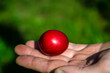 © Irene Kulinchyk - Single ripe red plum held gently in a person palm outdoors