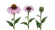 © Faize - Watercolor echinacea flowers trio botanical illustration isolated on transparent background for design projects