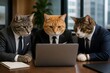 © Formoney - Cats reviewing laptop documents in corporate office meeting