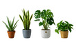 © Designer - Set of four different green indoor house plants in various flower pots isolated on transparent background