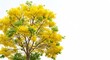 © Rio - 鮮やかな黄色の花が枝いっぱいに咲き誇り生命力に満ちた木が澄み切った白い背景に力強く立つ温かい自然光がその花弁の細部まで優しく照らし明るく希望に満ちた春の訪れを告げる情景. AI Generated