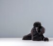 © Maris Maskalans - Elegant Black Poodle Isolated on Grey Background A Perfect Image for Pet Lovers and Advertisements
