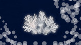 Macro close-up of white coral reef branches against dark background with soft bokeh circles sea life underwater biological background abstract organism cnidarian structure