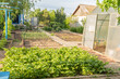 © NataliaSavilova - Vibrant green strawberry plants fill foreground with white blossoms. Transparent greenhouse on right. Neat garden beds with irrigation lines. Wooden house trees in background