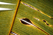 © PIC by Femke - Close-up photograph of a sunlit torn banana leaf with holes and rips showing detailed veins, texture and warm backlight