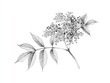 © Over View - Vintage botanical illustration of elderberry plant isolated on white background