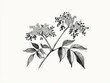 © Over View - Vintage botanical illustration of elderberry plant with berries isolated on white background