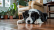 © Emon - Adorable border collie puppy lying on shiny wooden floor indoors with bright natural light and plants.