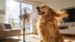 © Curioso.Photography - Happy golden retriever enjoying cool breeze from an electric floor fan inside a sunlit living room during summer heat.