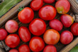 © lesichkadesign - Picking ripe tomatoes red in box. Freshly picked red tomatoes in a basket on wooden box. Box full of tomatoes