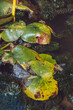 © Dave Harrison-Ward - Bees using lily pads in a pond to stay hydrated during a heatwave