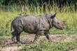© Birgit Koch/imageBROKER - Southern white rhino (Ceratotherium simum simum), juvenile after mud bath, Ziwa Rhino Sanctuary, Uganda