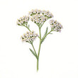 © Arief - Watercolor painting of A single yarrow flower stem, isolated on pure white background