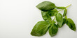 © Yuliia - fresh basil leaves on white background