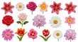 © Soem - A collection of various flower images are displayed against a white background. The flowers include lilies, roses, daisies, tulips, peonies, and more.