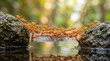 © naeem - Orange ants forming living bridge across rocks demonstrating teamwork cooperation collective strength problem solving natural behavior and survival in wildlife concept