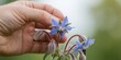 © MT - Close-up of a person holding a fresh blue borage flower in a garden, representing herbalism, organic gardening, and natural remedies for wellness and health concepts.