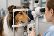 © JP.Studio - AI generated Collie dog receiving professional vision examination veterinary ophthalmology equipment highlighting preventive eye care pet health responsible ownership