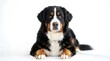 © kurnia - Majestic Bernese Mountain Dog with distinctive tricolor fur, lying calmly and looking directly at the viewer in a studio setting