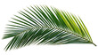 © Emilia - Single green palm frond with delicate pointed leaves, isolated on transparent background