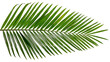 © Nicolas - Vibrant green palm frond with delicate leaflets, isolated on transparent background