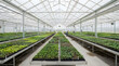© Yeasin - Modern greenhouse facility with rows of young vegetable seedlings in trays