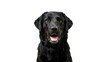 © amnabibi - Close up portrait of a beautiful black labrador retriever dog looking at the camera with a happy expression and open mouth isolated on transparent background