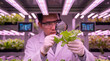 © Primex Legacy - Agricultural scientist inspecting green lettuce with magnifying glass under pink led light, agritech indoor hydroponic vertical farm lab research, smart farming food sustainability