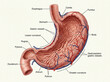 © kulpie - Anatomical illustration of the human stomach and upper digestive tract