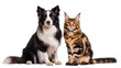 © Aliona - Black and white border collie dog and tabby Maine Coon cat sitting together, isolated on transparent background
