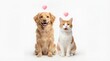 © Mohammad Parves - Happy golden retriever dog and orange tabby cat sitting together isolated on white background