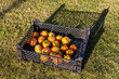 © Mila - Fresh organic tomatoes in a plastic crate on green grass under sunlight