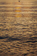 © Alexis - Golden morning sunlight reflecting on ripples of calm ocean surface.